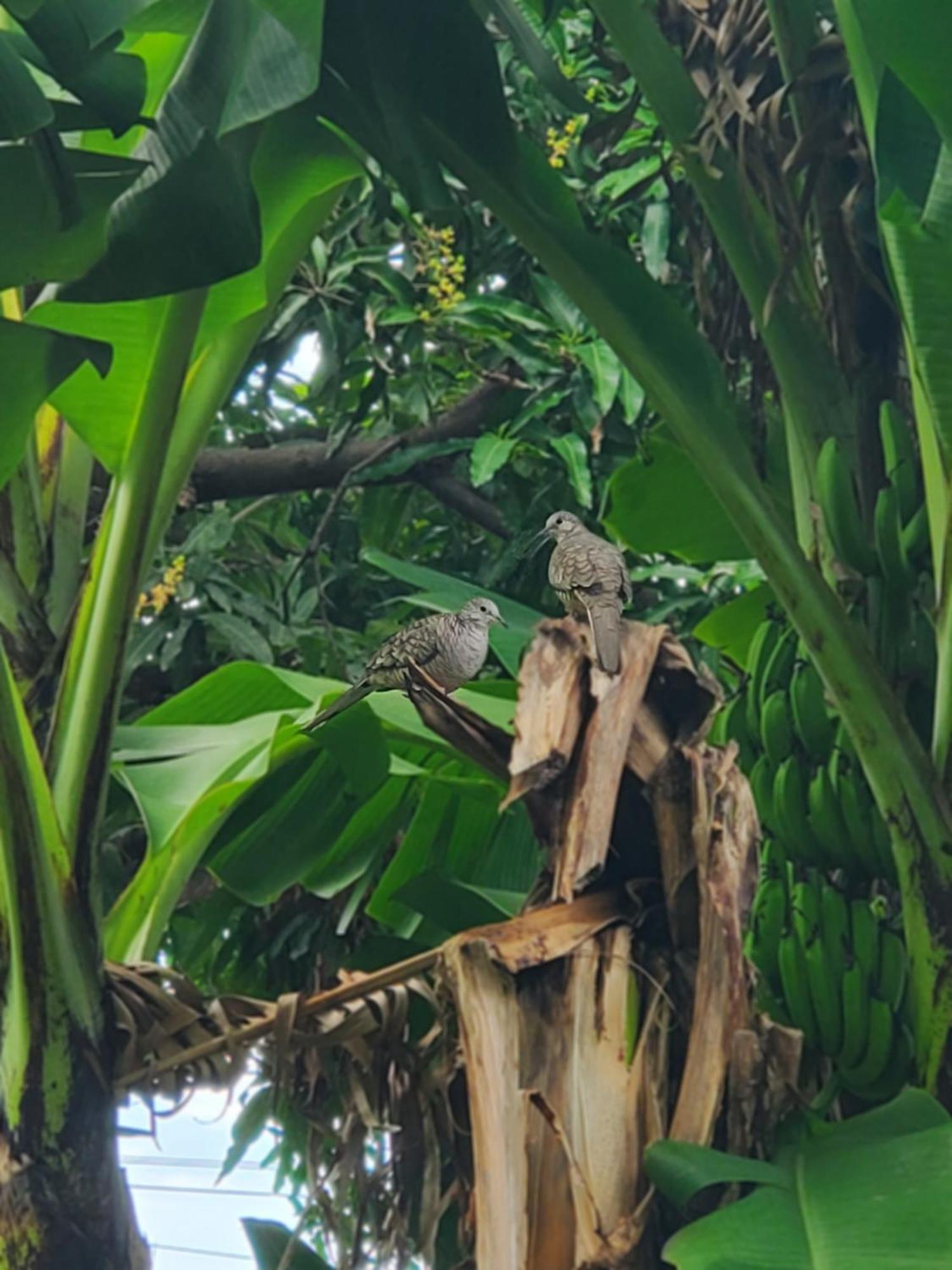 Casa Esmeralda Moyogalpa Kültér fotó