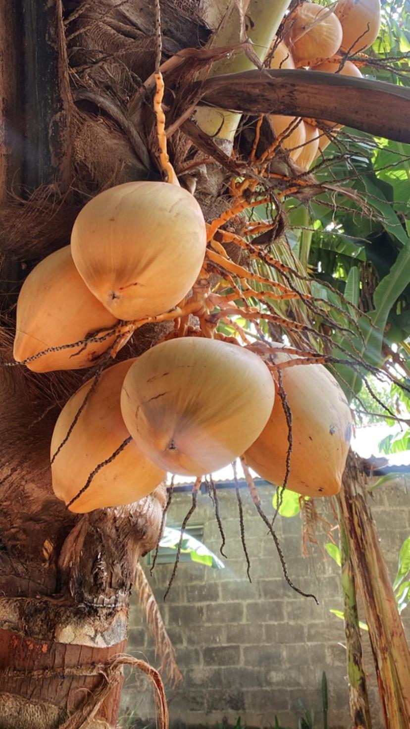 Casa Esmeralda Moyogalpa Kültér fotó